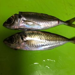今年最後の釣行