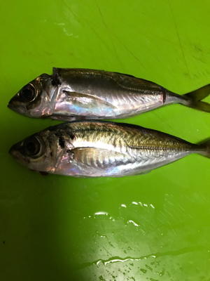 今年最後の釣行