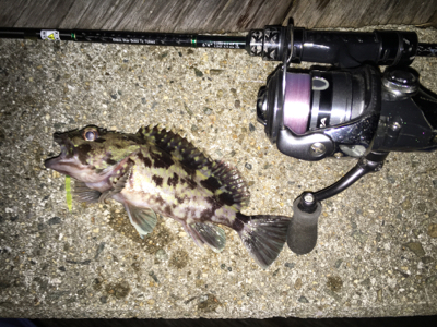 newエステルラインで！