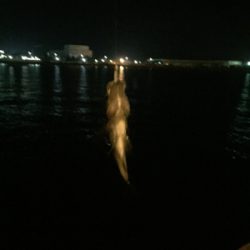 メバリングへシフト