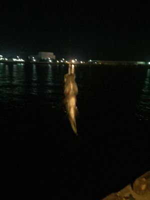 メバリングへシフト