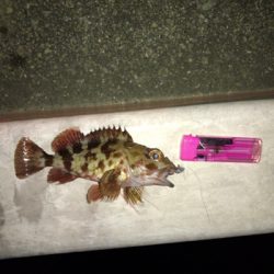 やはり生き餌か