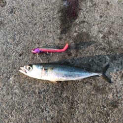 今年最後の釣行