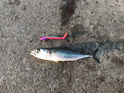 今年最後の釣行