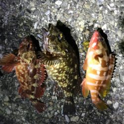 アカハタ&ガシラ♪