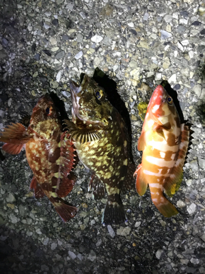 アカハタ&ガシラ♪