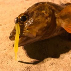 ガジラ祭りじゃー