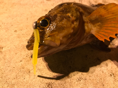 ガジラ祭りじゃー