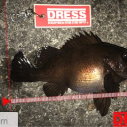 潮止まりからメバルの調子が上がる