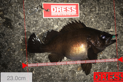 潮止まりからメバルの調子が上がる