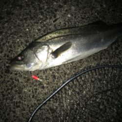 今年最後のシーバス