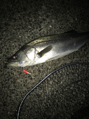 今年最後のシーバス