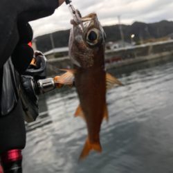 アジングでムツ