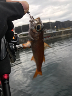 アジングでムツ