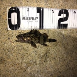 結構釣れました