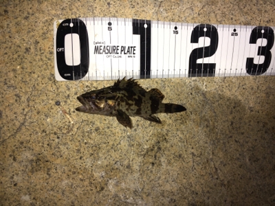 結構釣れました