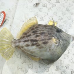 カワハギ狙い！