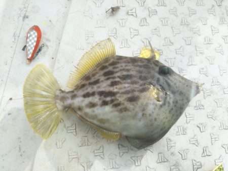 カワハギ狙い！