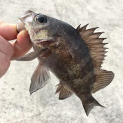 デイゲーム、メバリング