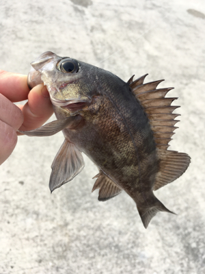 デイゲーム、メバリング