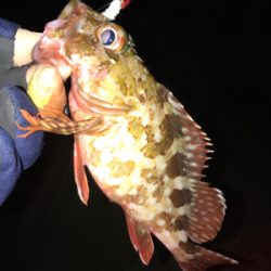 アカハタ増殖中？