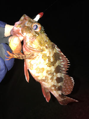 アカハタ増殖中？