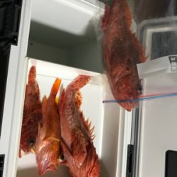 館山沖にて根魚狙い