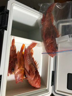 館山沖にて根魚狙い