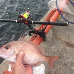 釣れるかな?お正月用の明石鯛