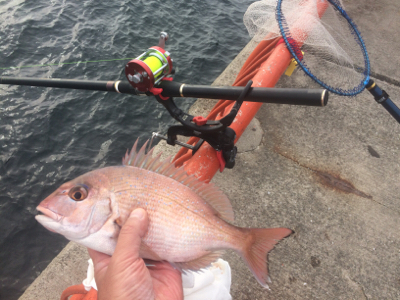 釣れるかな？お正月用の明石鯛