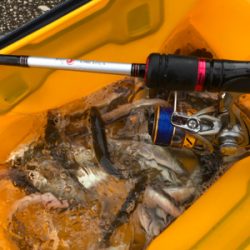 Xmasカレイならず…