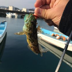 流離アジング 第2日目 昼 デイのが良い