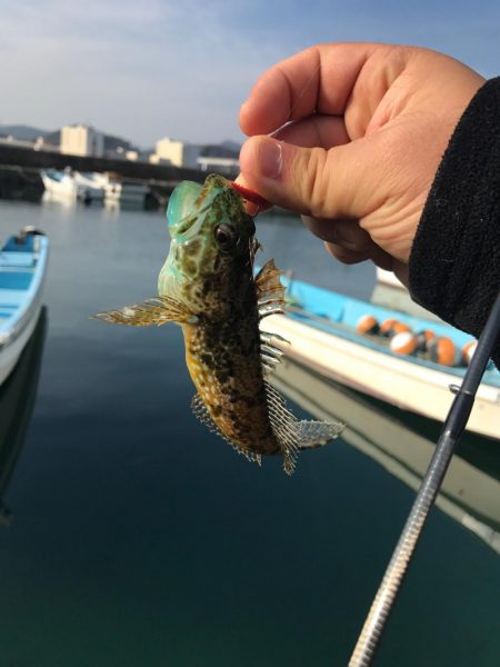 流離アジング 第2日目 昼 デイのが良い