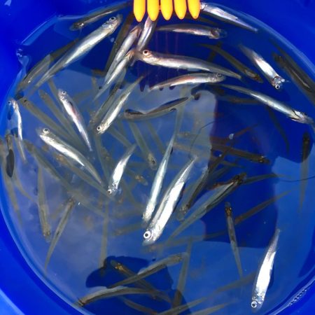 入鹿池 ワカサギ