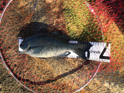 今年納めの釣行