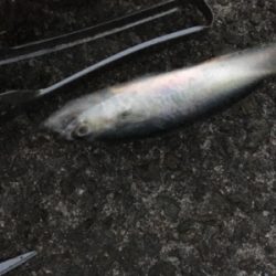 久しぶりのサビキ