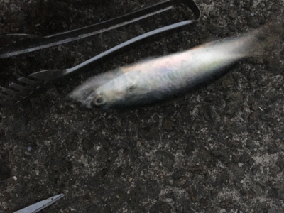 久しぶりのサビキ