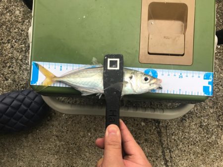 流離アジング 第3日目 昼 爆風で爆釣