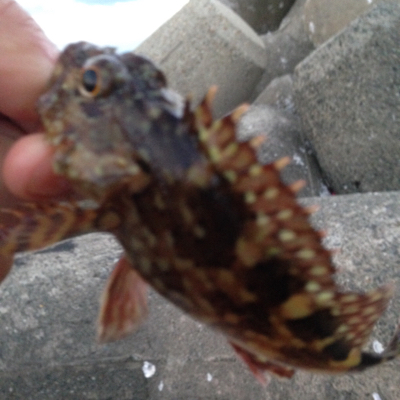 塩屋海岸でメバリング・ガシリング！