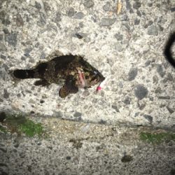 寒くても、、強風でも、、激釣