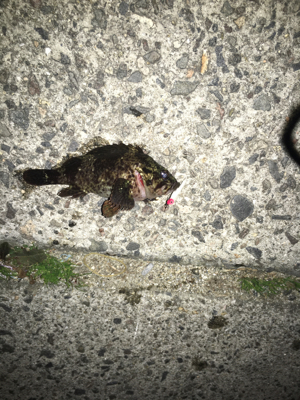 寒くても、、強風でも、、激釣