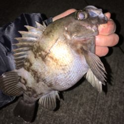 寒くても腹パン釣れてます