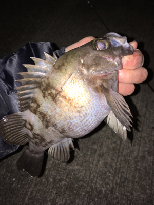 寒くても腹パン釣れてます