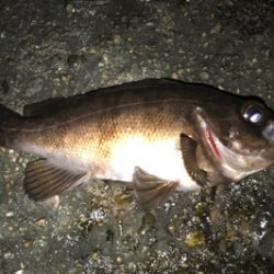 満潮時からのメバリング