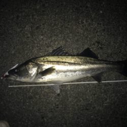 二人で釣ったシーバス