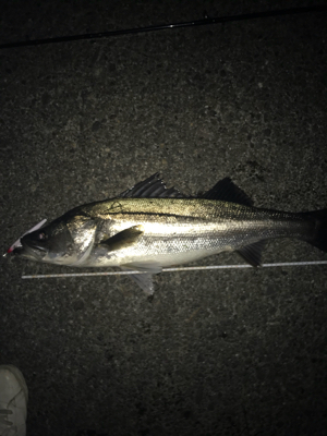 二人で釣ったシーバス