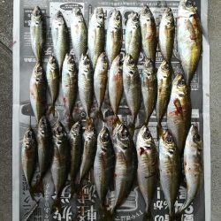 佐賀関アジング