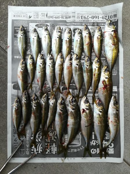 佐賀関アジング