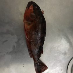 アジングのはずが