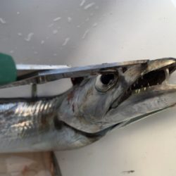 2017釣納め。良いお年を！